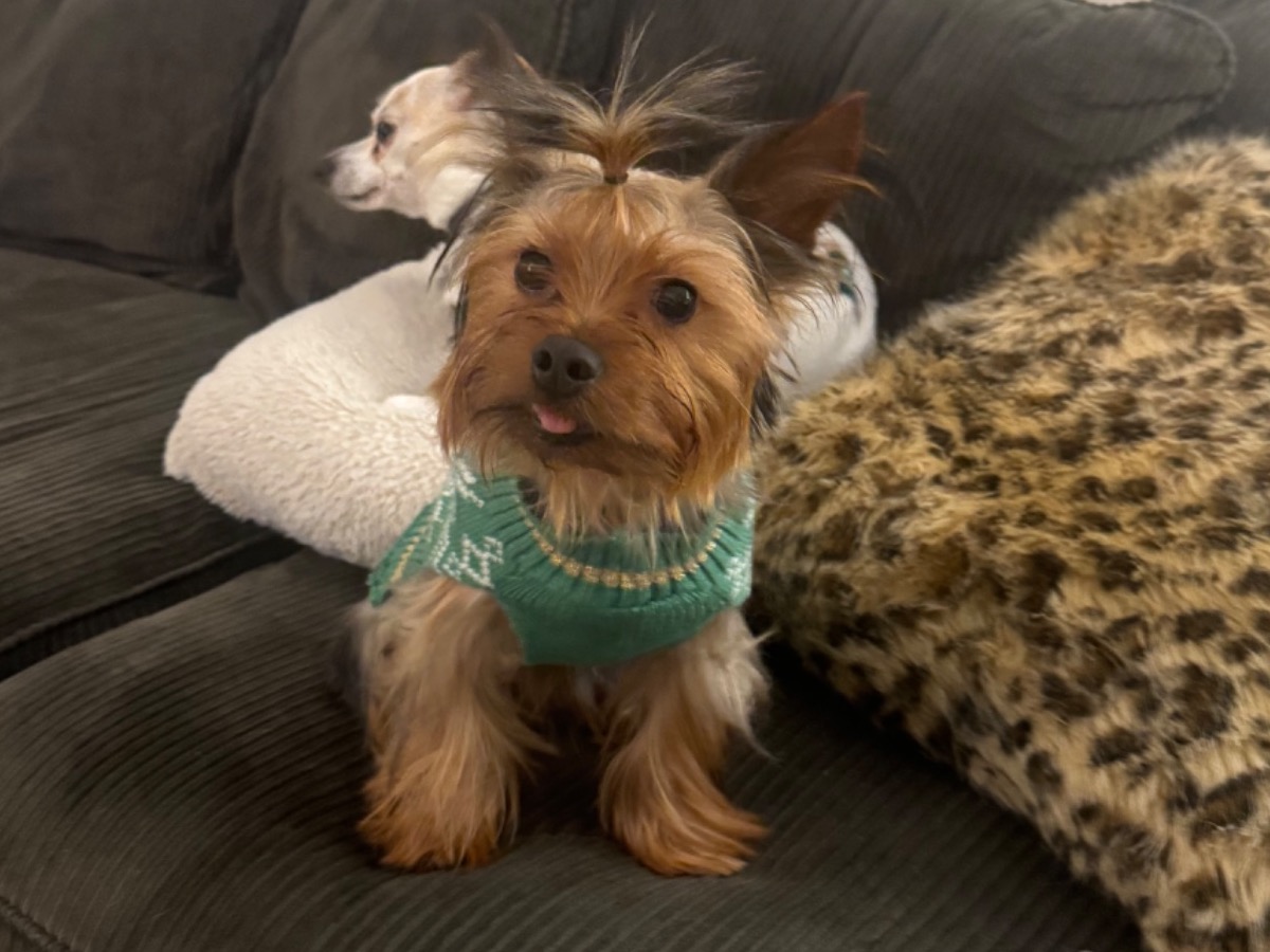Yorkshire Terrier 1 year 4 months old male small named Koda for breeding in Murfreesboro, Tennessee | Petmeetly