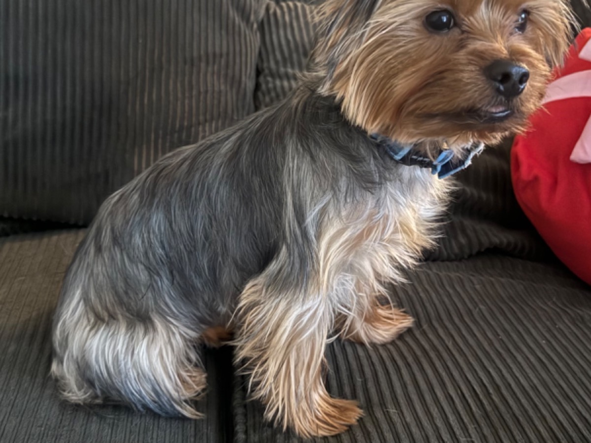 Yorkshire Terrier 1 year 4 months old male small named Koda for breeding in Murfreesboro, Tennessee | Petmeetly