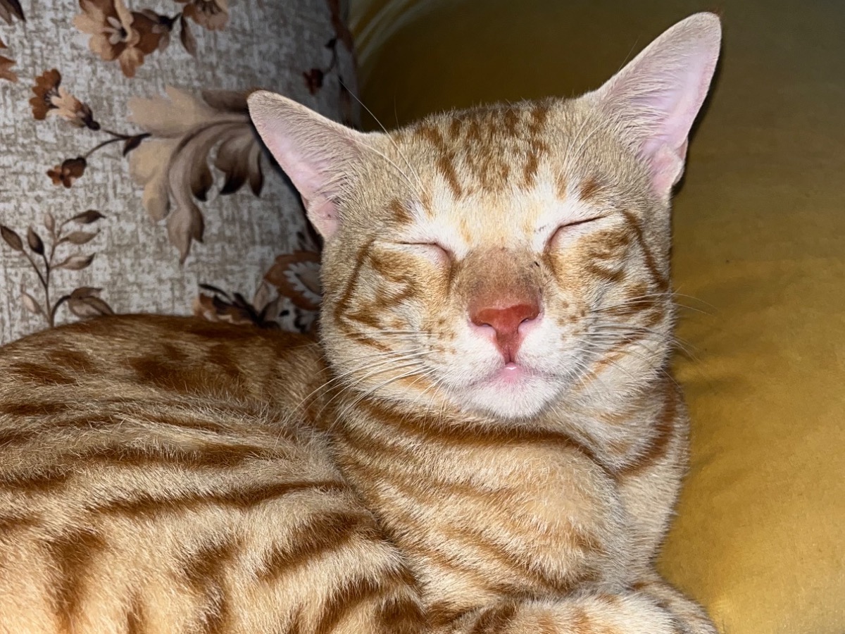 Tabby 1 year 8 months old male named tabby for breeding in Hisar, Haryana | Petmeetly