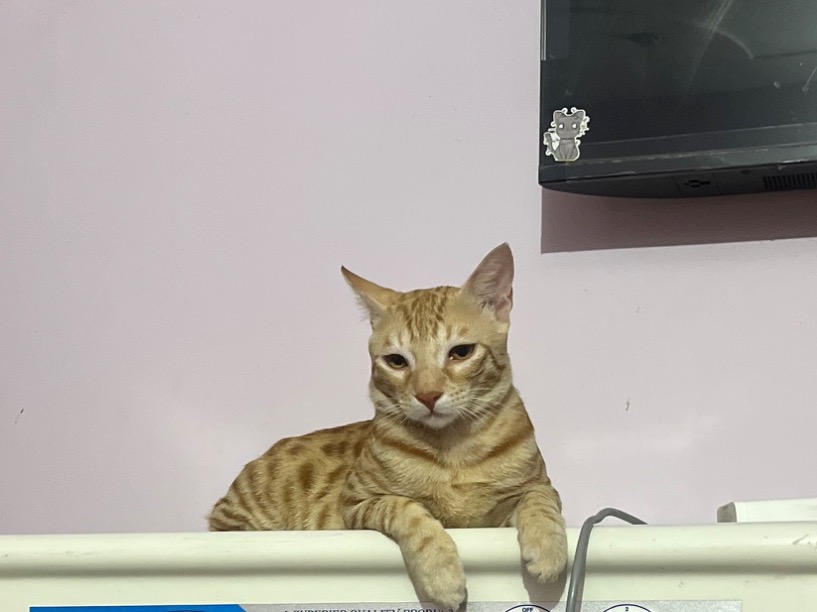 Tabby 1 year 8 months old male named tabby for breeding in Hisar, Haryana | Petmeetly