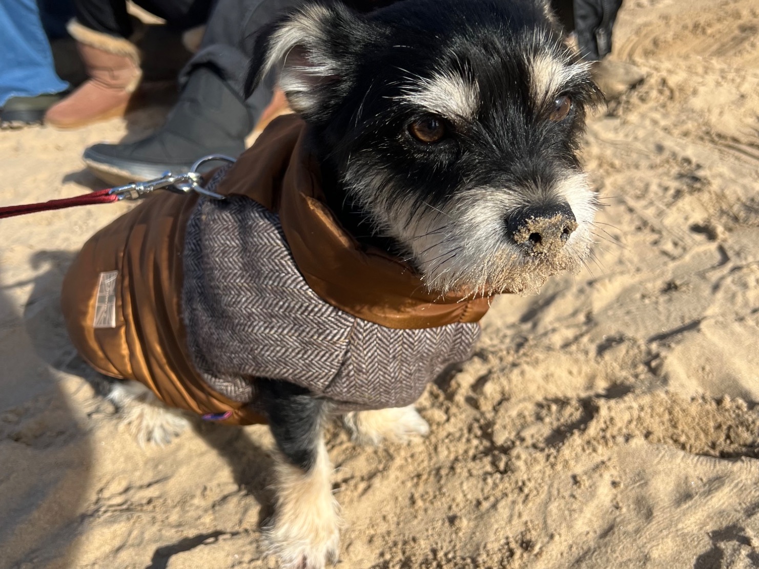 Yorkshire Terrier 4 years 4 months old male small named Toby for breeding in Warrington, England | Petmeetly