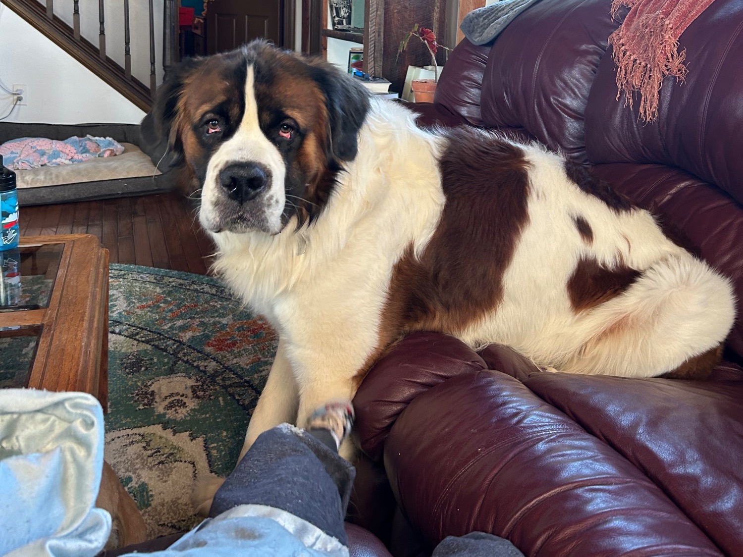 Beau - Saint Bernard | Petmeetly