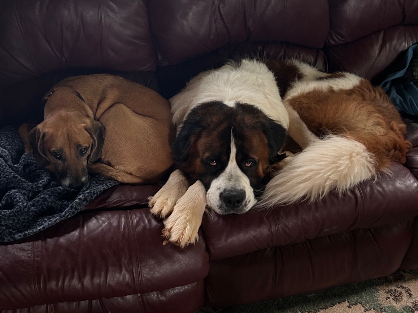 Saint Bernard 3 years old male extra large named Beau for breeding in Huntly, Virginia | Petmeetly