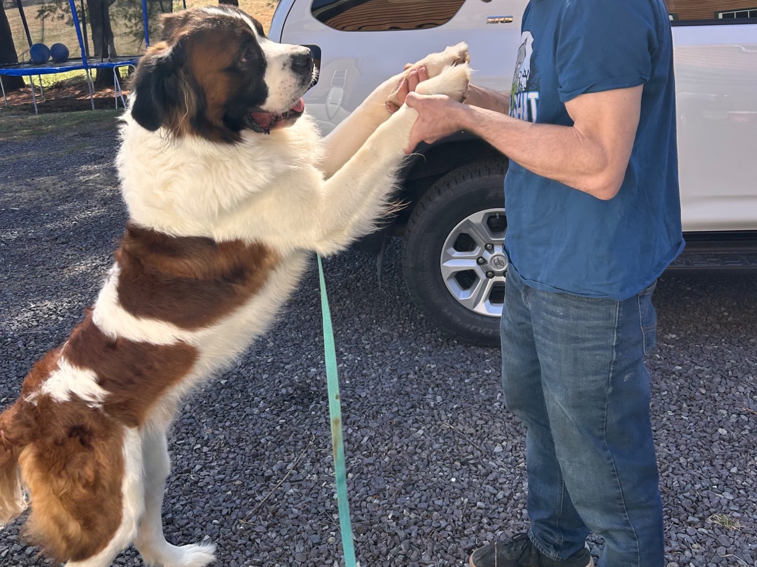 Saint Bernard 3 years old male extra large named Beau for breeding in Huntly, Virginia | Petmeetly