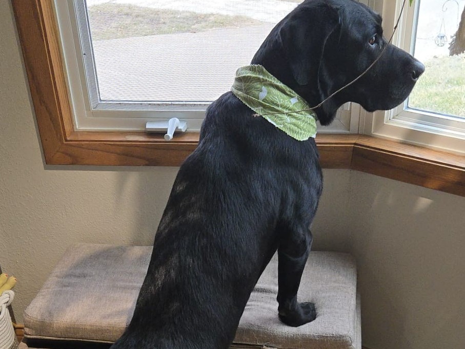 English Labrador Retriever 10 years 5 months old male large named Duke for breeding in Cedar Rapids, Iowa | Petmeetly