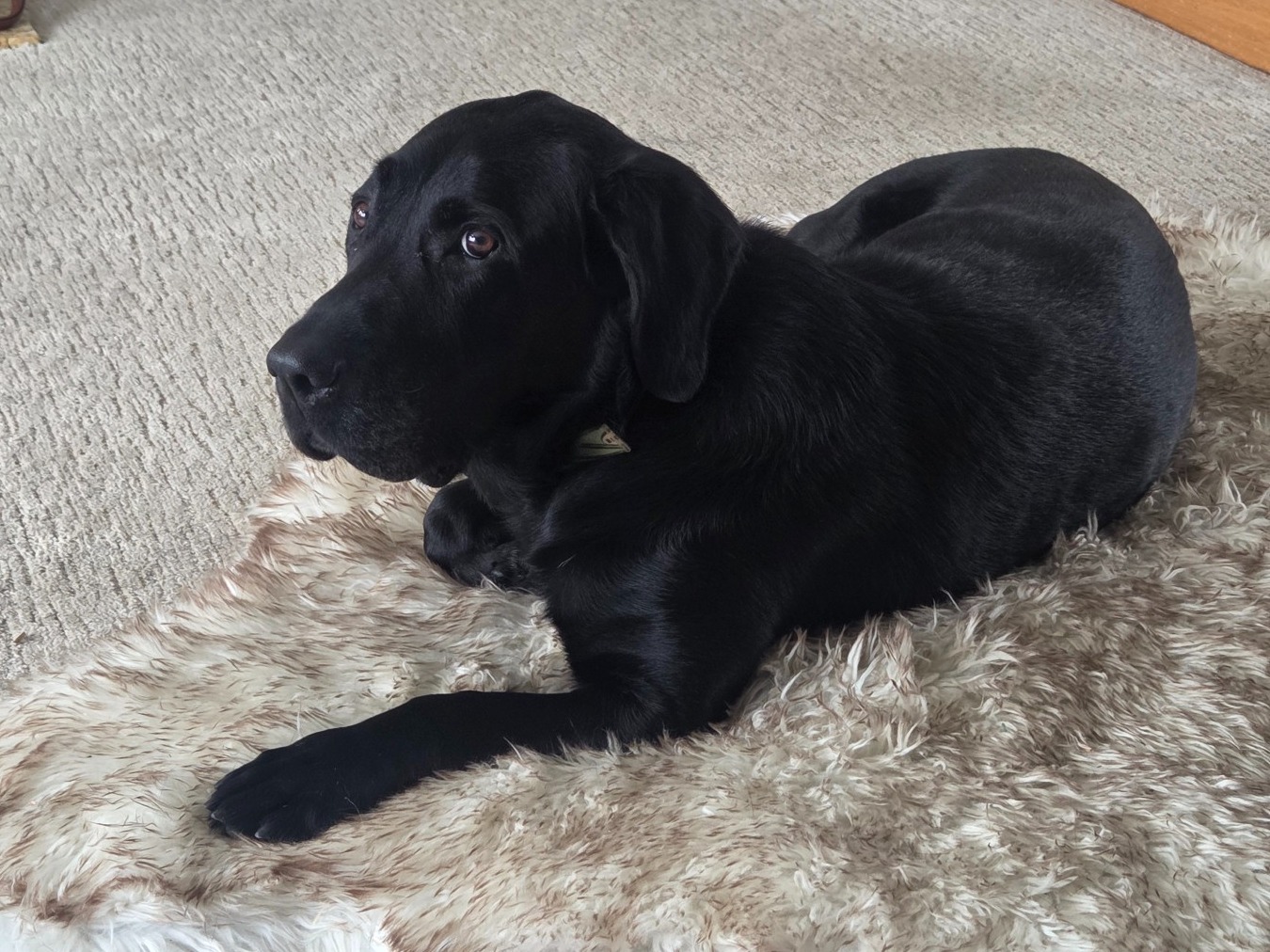 English Labrador Retriever 10 years 5 months old male large named Duke for breeding in Cedar Rapids, Iowa | Petmeetly