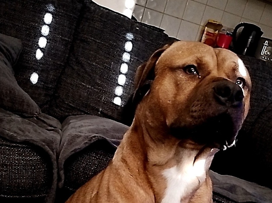 Staffordshire Bull Terrier 2 years old male medium named buddy for breeding in Stockton-on-Tees, England | Petmeetly