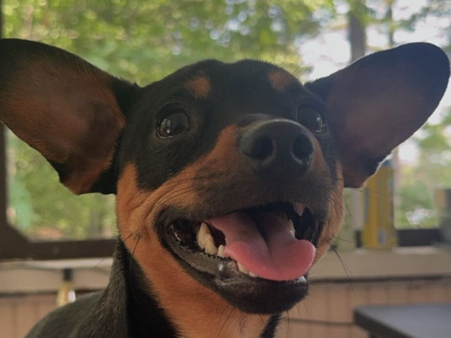 Miniature Pinscher 1 year 6 months old male small named obiwan for breeding in Saco, Maine | Petmeetly