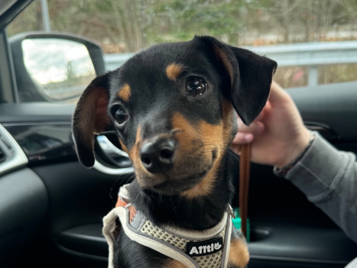 Miniature Pinscher 1 year 6 months old male small named obiwan for breeding in Saco, Maine | Petmeetly