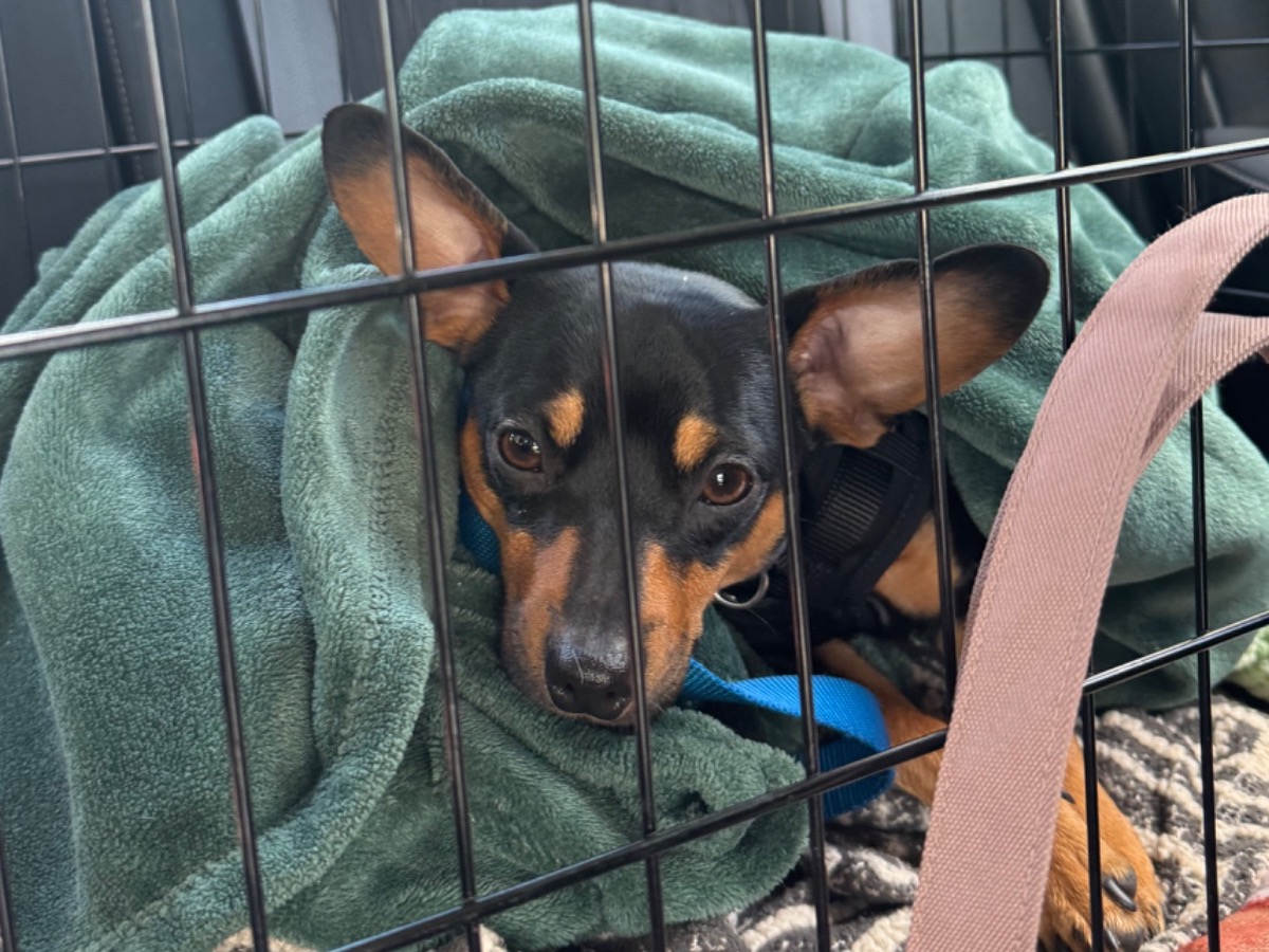 Miniature Pinscher 1 year 6 months old male small named obiwan for breeding in Saco, Maine | Petmeetly