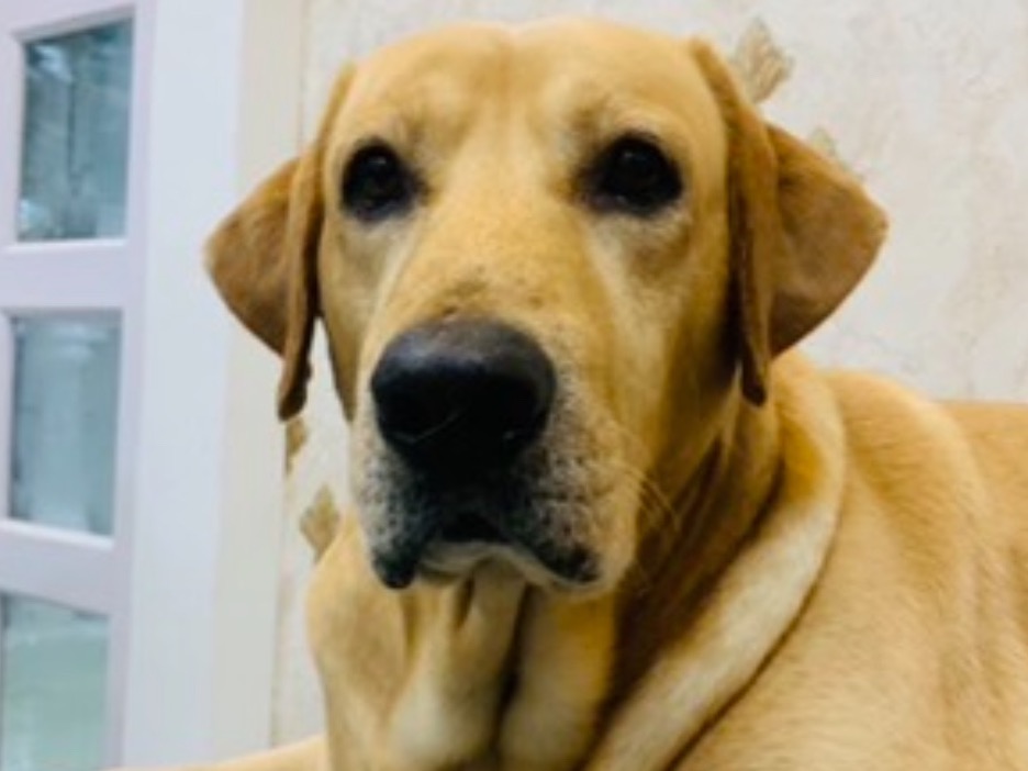 Jasper - Labrador Retriever | Petmeetly