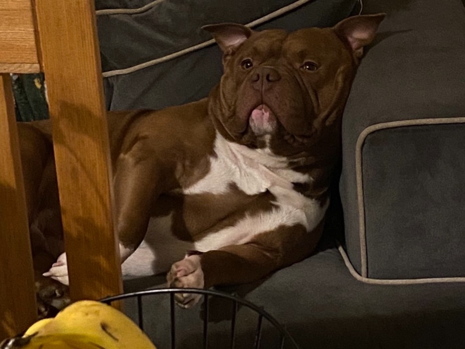 American Bully 2 years 7 months old male large named tank for breeding in Sheffield, England | Petmeetly