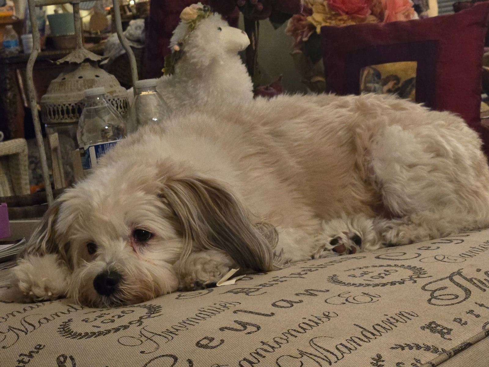 Aussiedoodle 4 years old male medium named cooper for breeding in Livermore, California | Petmeetly