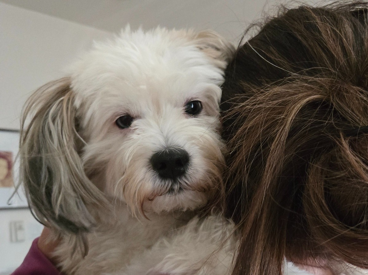 cooper - Aussiedoodle | Petmeetly