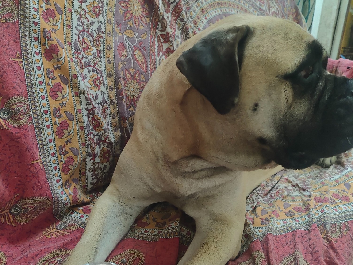 Bullmastiff 5 years old male extra large named Polo for breeding in Agra, Uttar Pradesh | Petmeetly