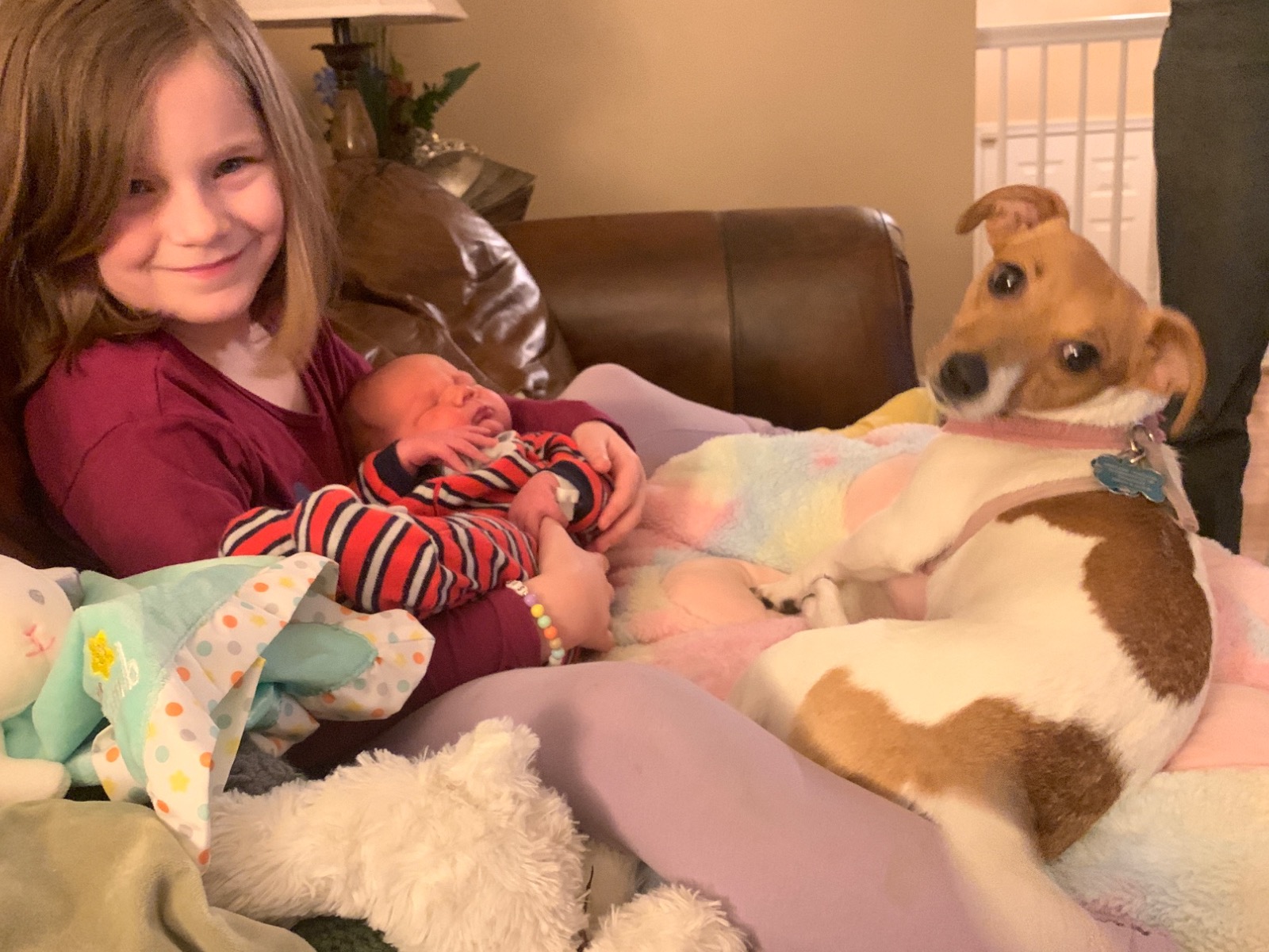 Jack Russell Terrier 4 years old female small named meatloaf for breeding in Stafford, Virginia | Petmeetly