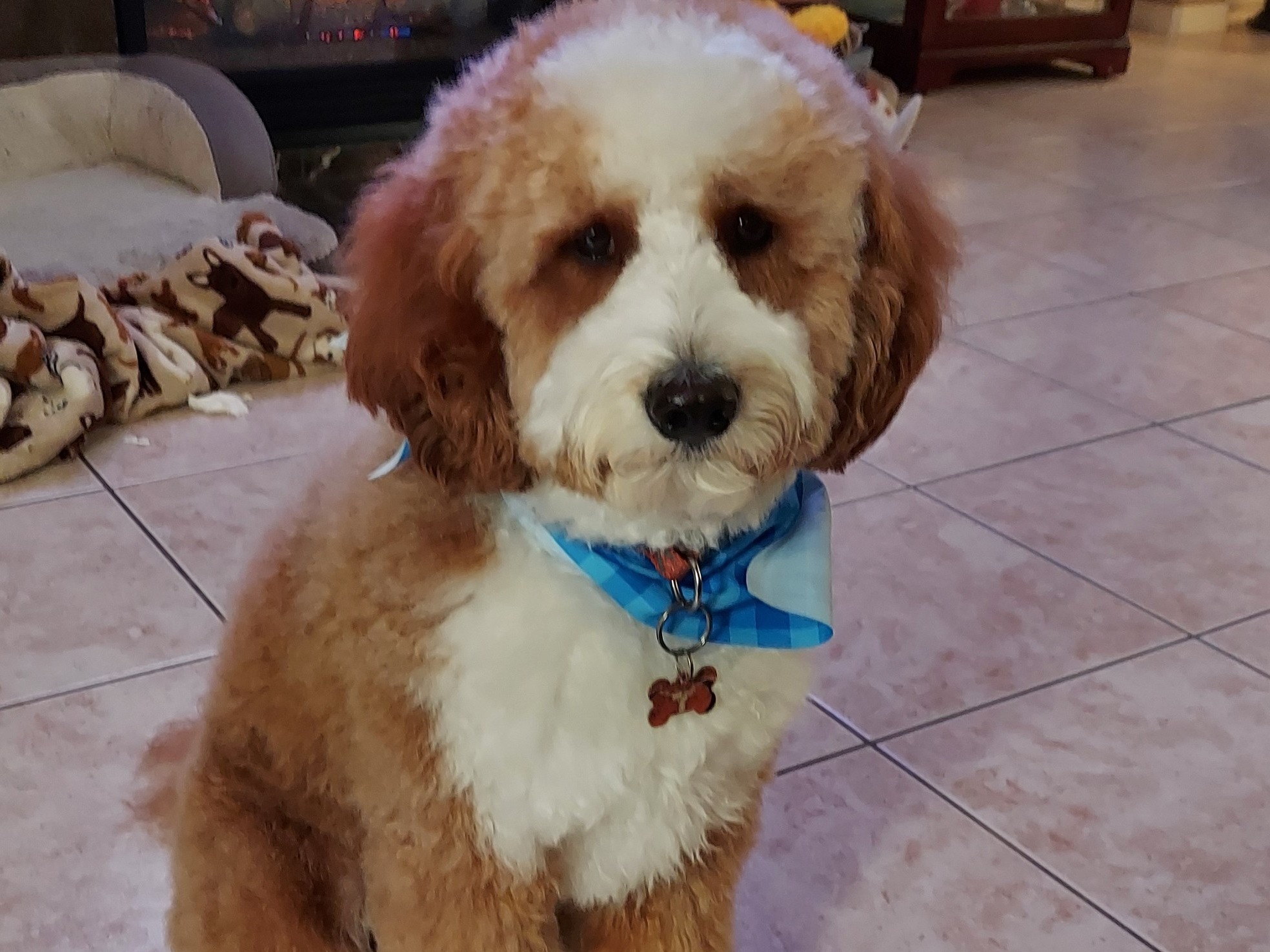 Poodle 1 year 2 months old male medium named Winston for breeding in Pflugerville, Texas | Petmeetly
