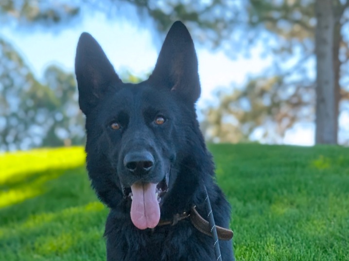 Ranger - Black German Shepherd | Petmeetly