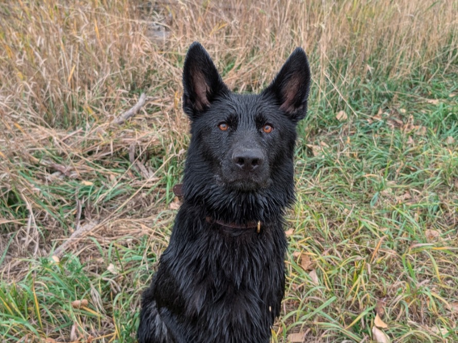 Black German Shepherd 3 years old male large named Ranger for breeding in Foxfield, Colorado | Petmeetly
