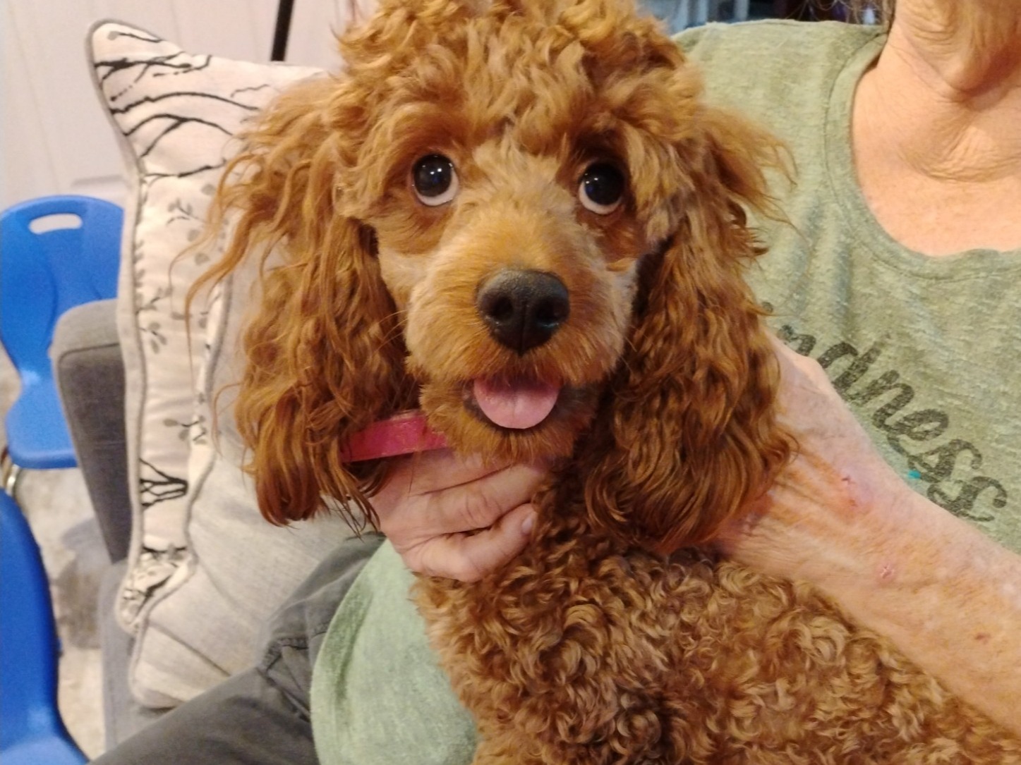 Miniature Poodle 1 year 3 months old female medium named Abbigail for breeding in Orlando, Florida | Petmeetly