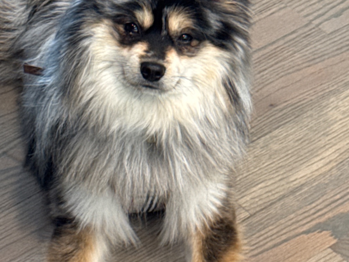 Narco - Pomeranian | Petmeetly