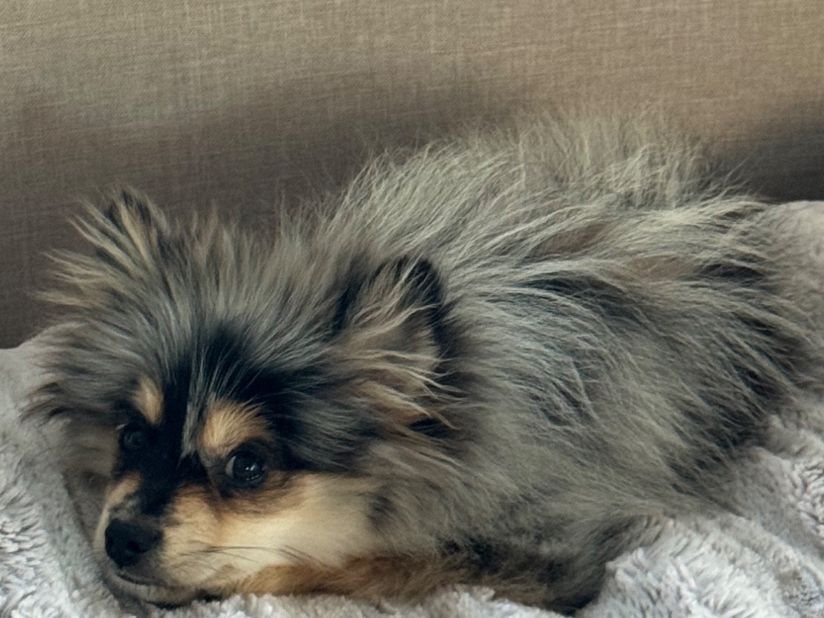 Pomeranian 2 years old male small named Narco for breeding in Illinois City, Illinois | Petmeetly