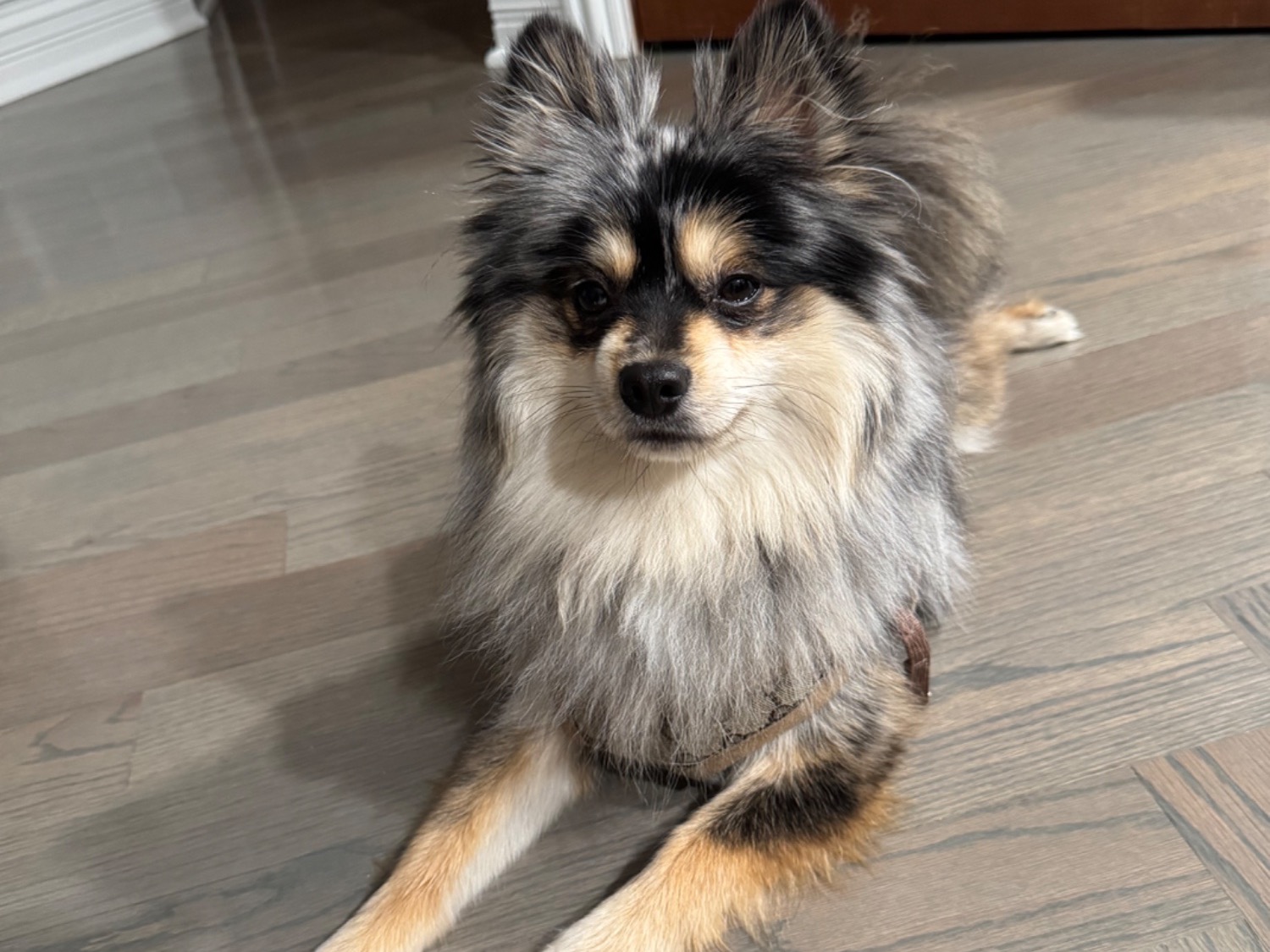 Pomeranian 2 years old male small named Narco for breeding in Illinois City, Illinois | Petmeetly