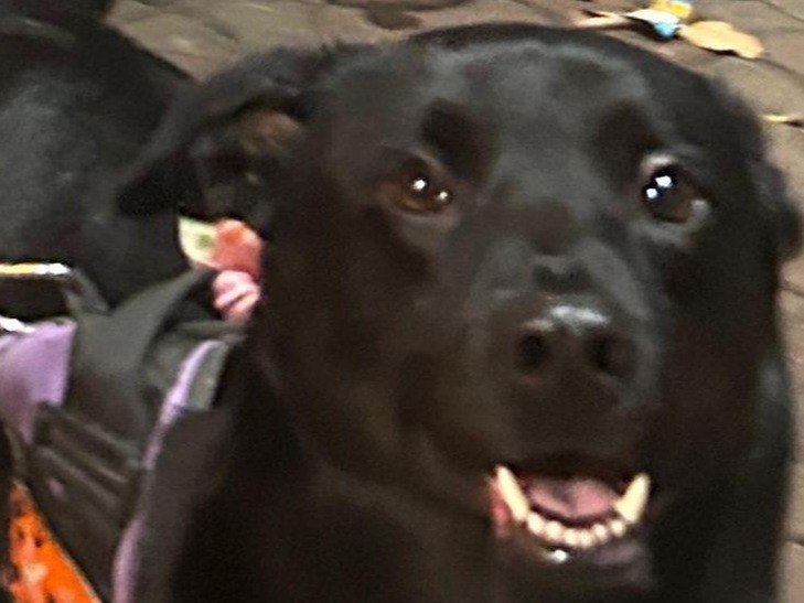 Borador 4 years 4 months old male medium named Kiwi for breeding in Kolkata, West Bengal | Petmeetly