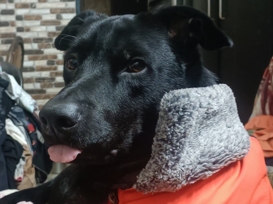 Borador 4 years 4 months old male medium named Kiwi for breeding in Kolkata, West Bengal | Petmeetly