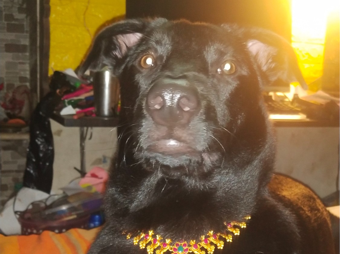 Borador 4 years 4 months old male medium named Kiwi for breeding in Kolkata, West Bengal | Petmeetly