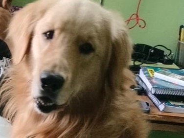 Golden Retriever 3 years 5 months old male medium named thor for breeding in Lucknow, Uttar Pradesh | Petmeetly