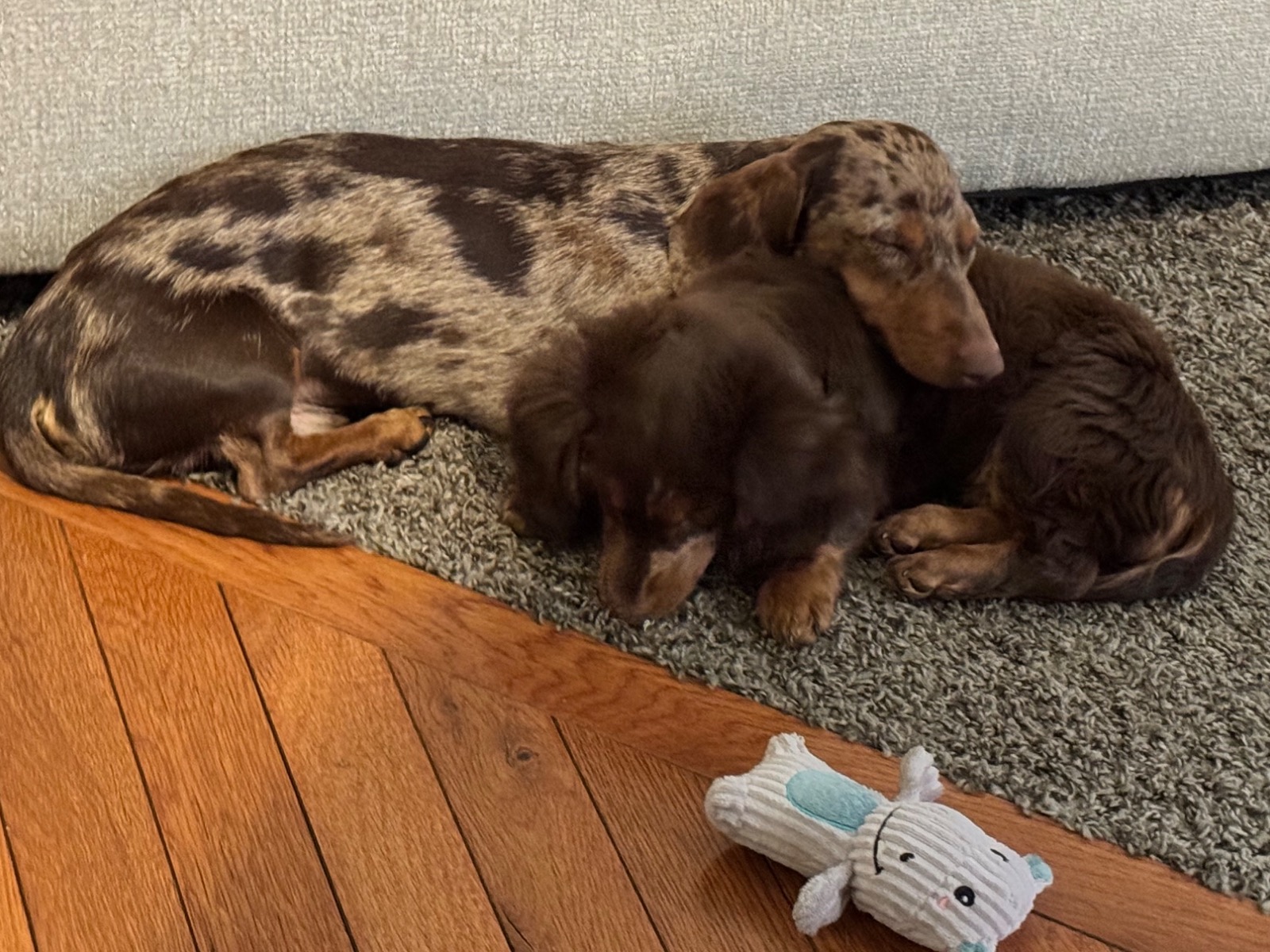 Dachshund 1 year 3 months old male small named chorizo for breeding in Colorado Springs, Colorado | Petmeetly