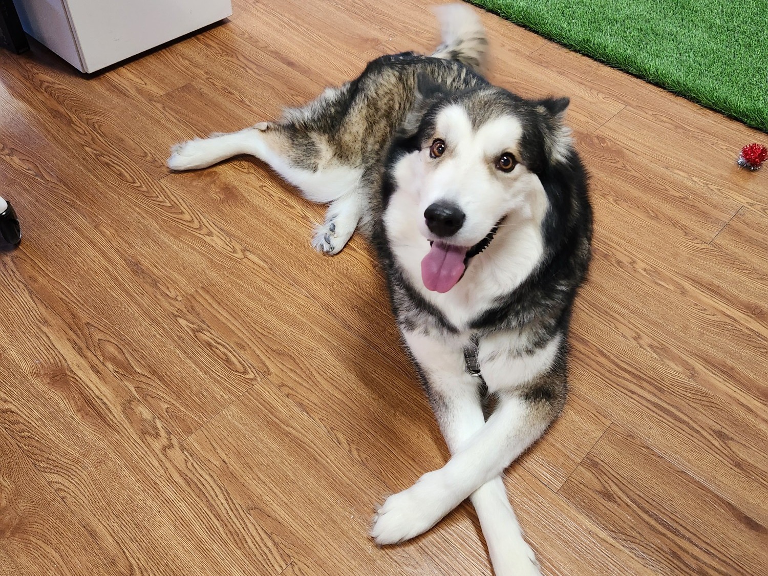 Alaskan Malamute 9 years old female large named Luna for breeding in Fort Worth, Texas | Petmeetly