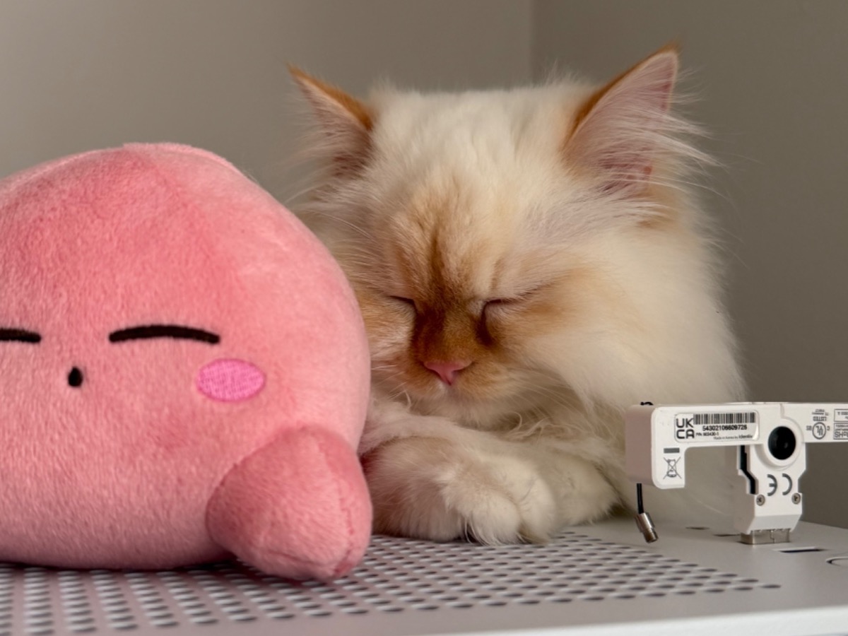 Yuki - Himalayan | Petmeetly