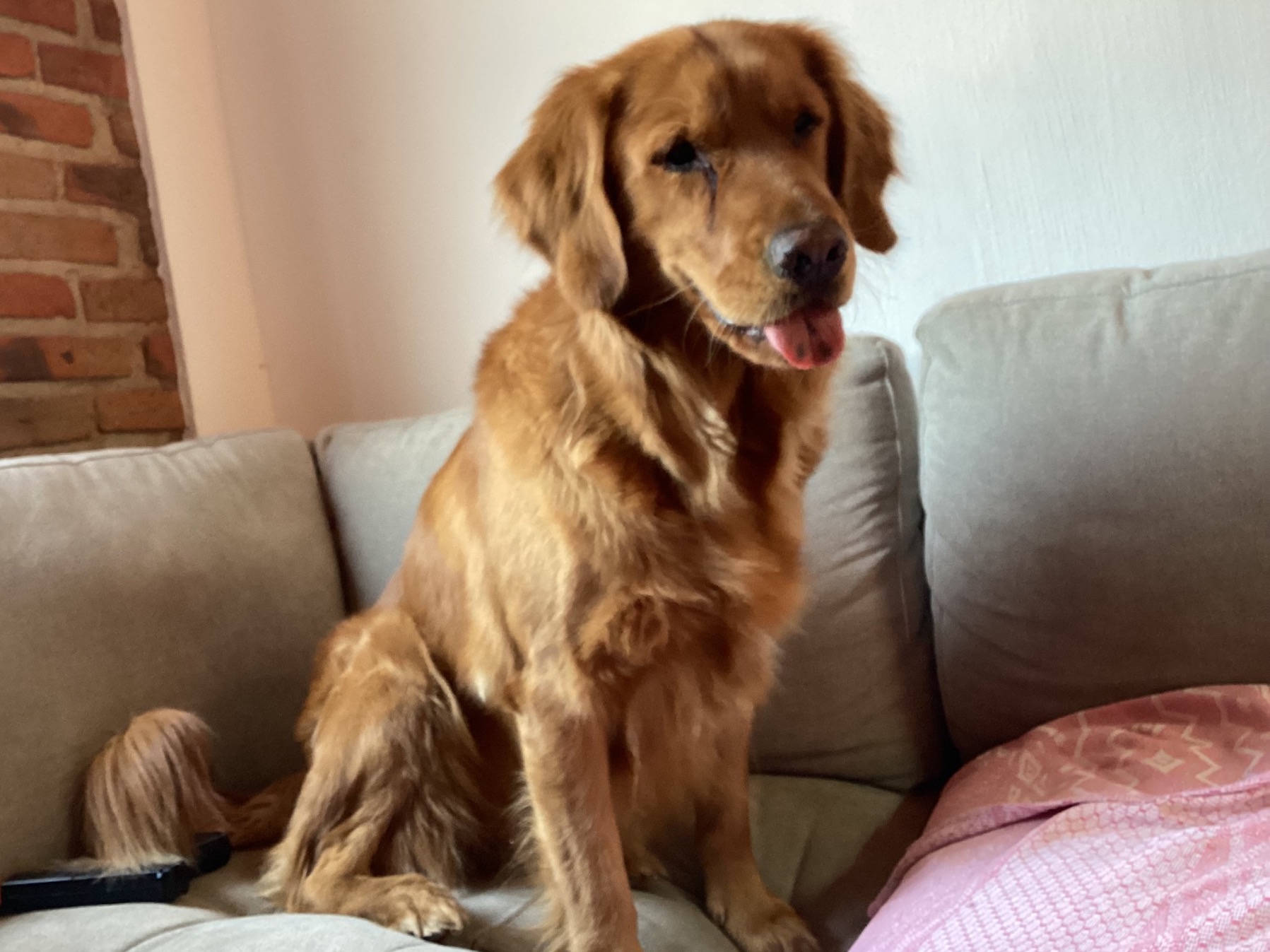 Saski - Golden Retriever | Petmeetly