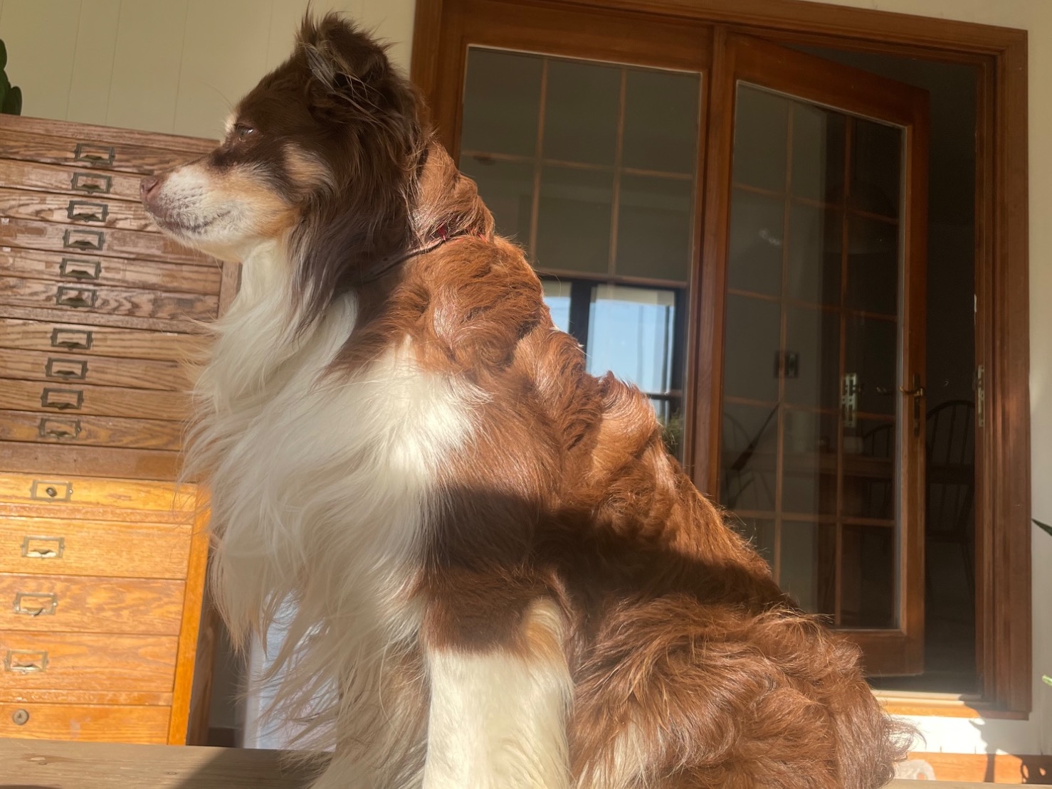 Miniature Australian Shepherd 9 years old male medium named cedar for breeding in Sweetwater, Tennessee | Petmeetly