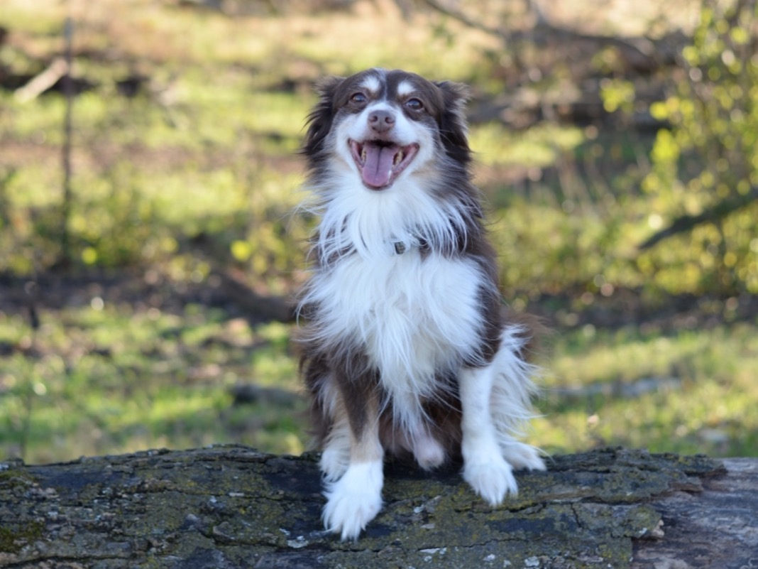 Miniature Australian Shepherd 9 years old male medium named cedar for breeding in Sweetwater, Tennessee | Petmeetly