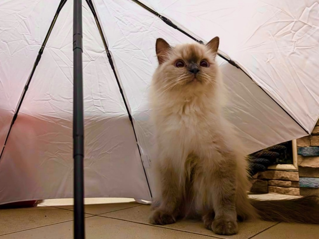 Nila - Himalayan | Petmeetly