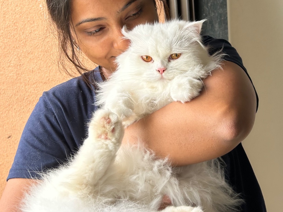 Tim Tim - Persian | Petmeetly