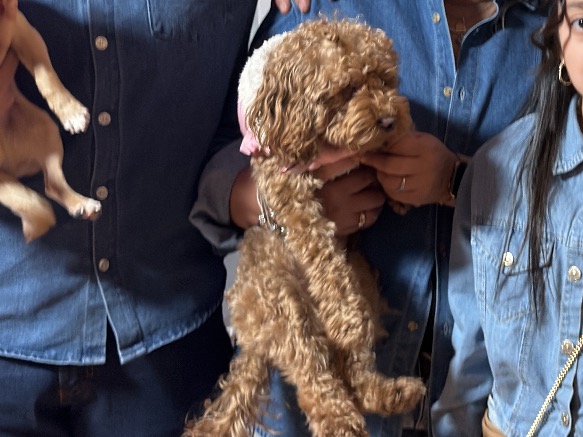 princess - Toy Poodle | Petmeetly