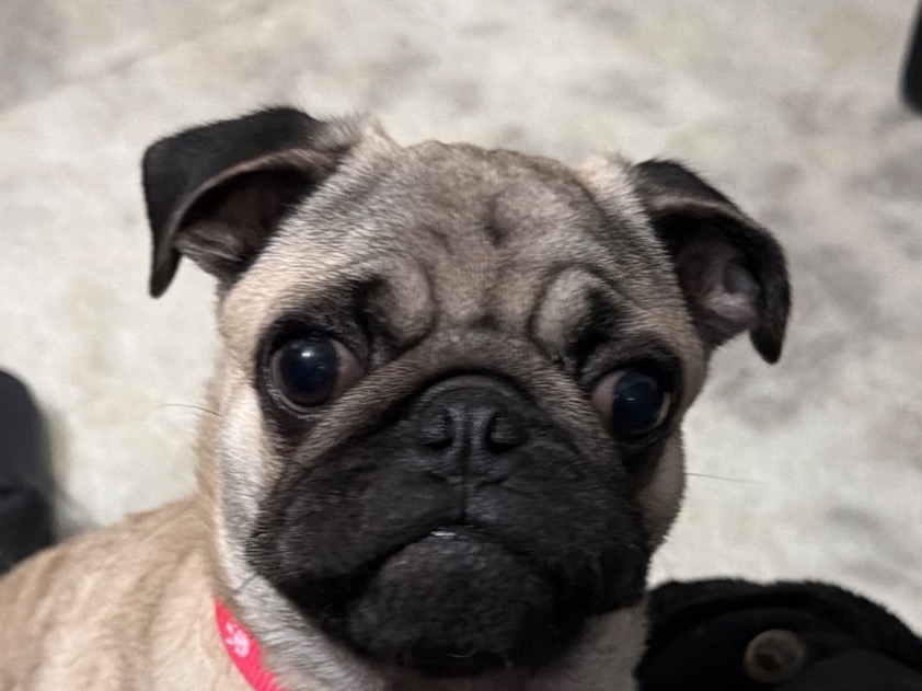 DHOLU - Pug | Petmeetly