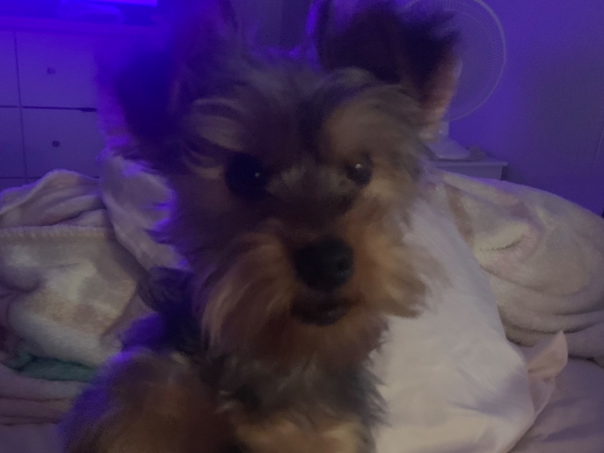 Yorkshire Terrier 1 year 2 months old male small named Nugget for breeding in Willis, Texas | Petmeetly