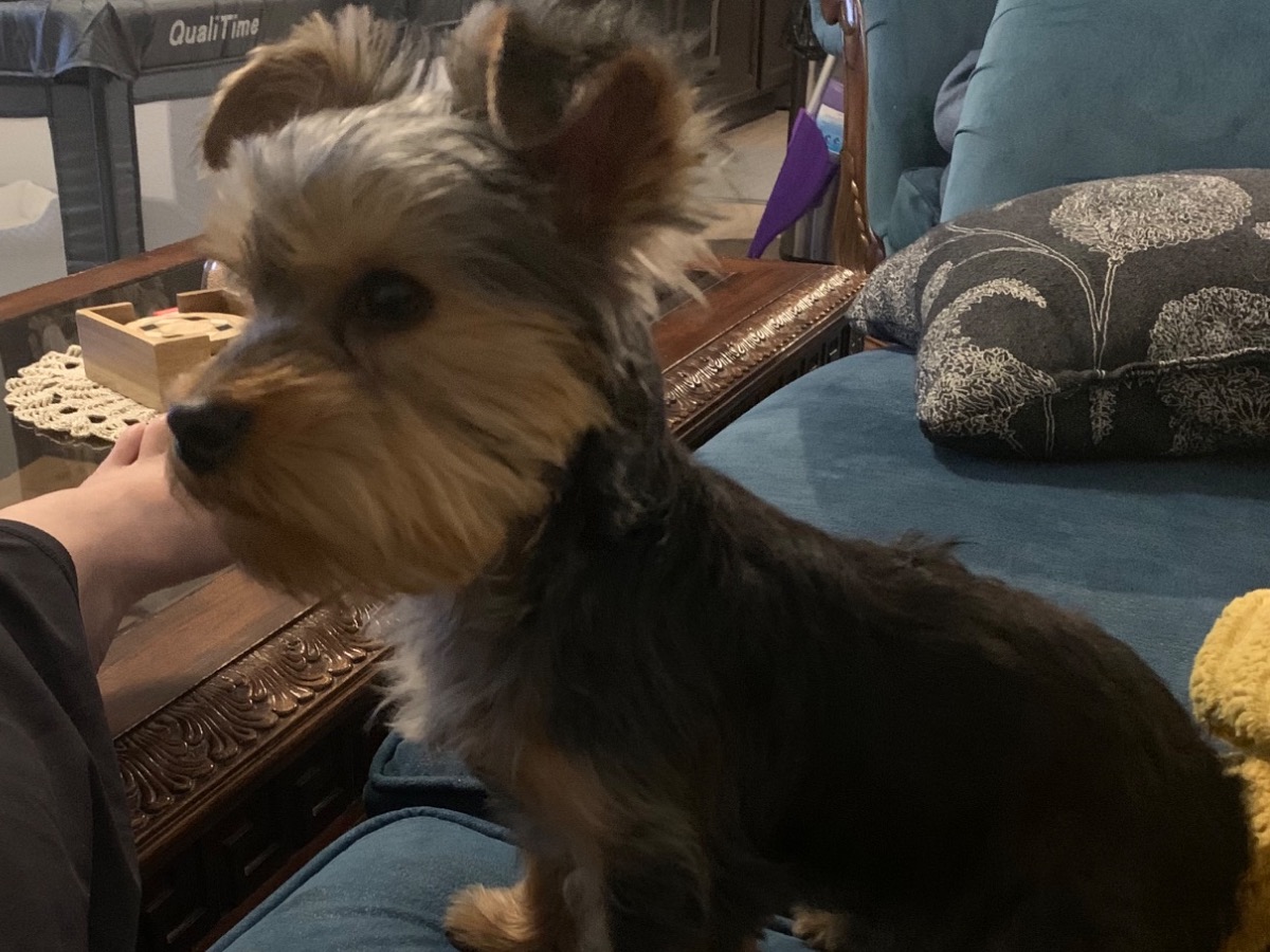 Yorkshire Terrier 1 year 2 months old male small named Nugget for breeding in Willis, Texas | Petmeetly