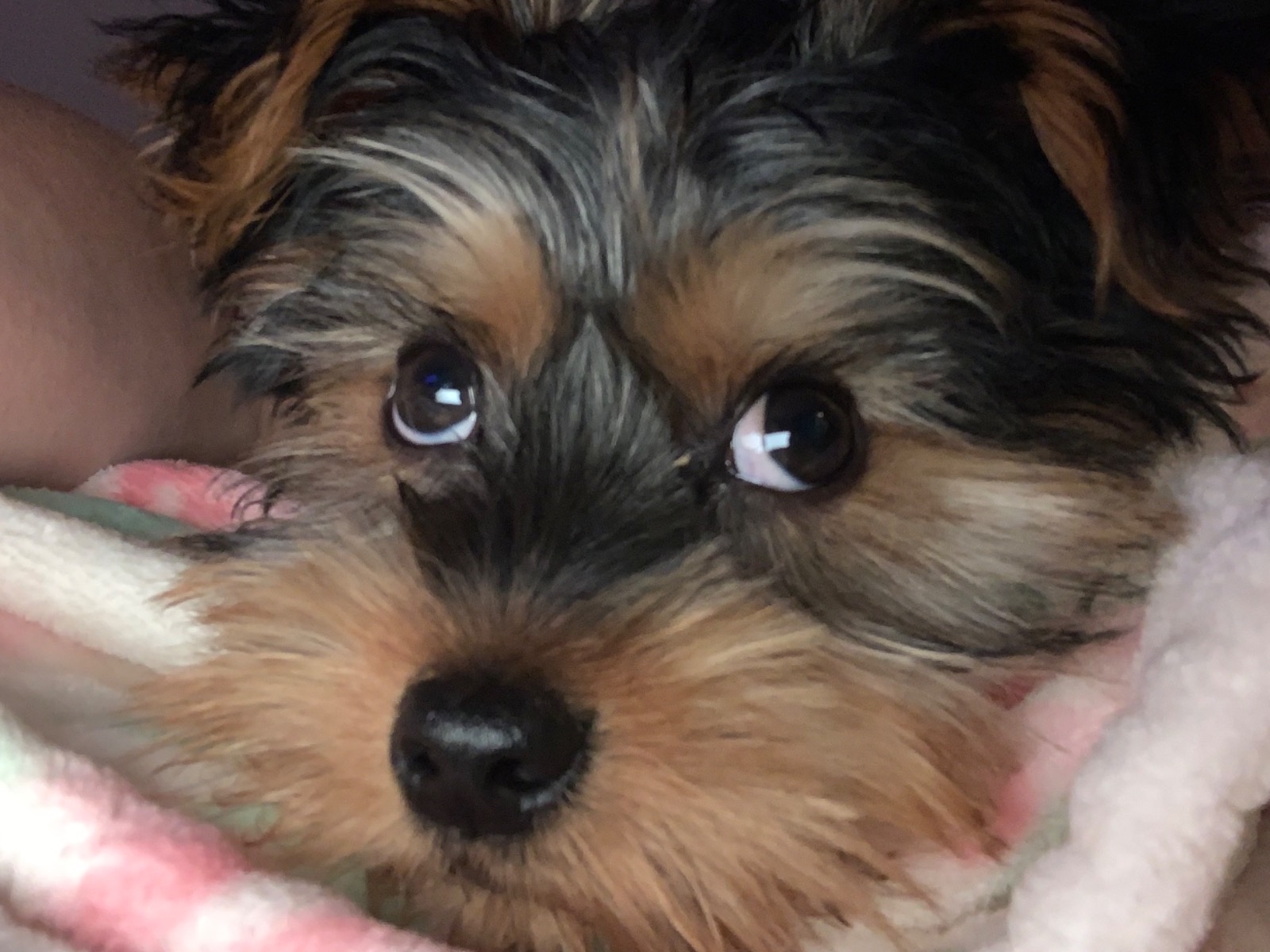Yorkshire Terrier 1 year 2 months old male small named Nugget for breeding in Willis, Texas | Petmeetly