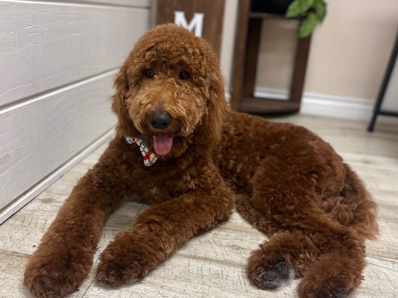Poodle 1 year old male medium named Flash for breeding in Victorville, California | Petmeetly