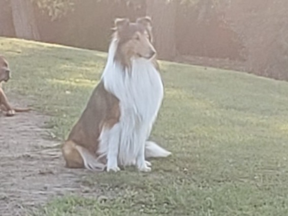 Rough Collie 4 years old male large named Charlie for breeding in Eaton, Ohio | Petmeetly
