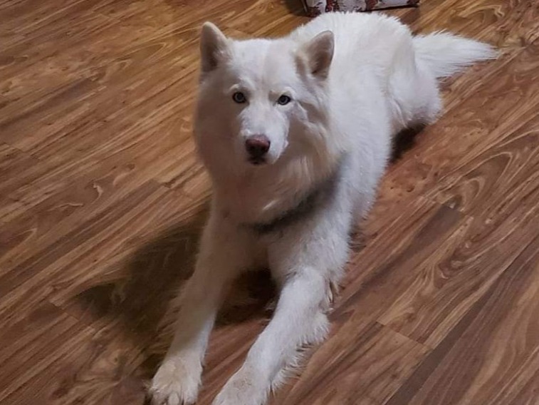 Husky 7 years old male medium named Blizzard for breeding in Colorado Springs, Colorado | Petmeetly