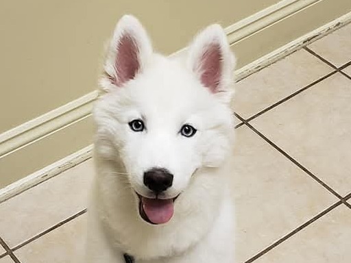 Husky 7 years old male medium named Blizzard for breeding in Colorado Springs, Colorado | Petmeetly