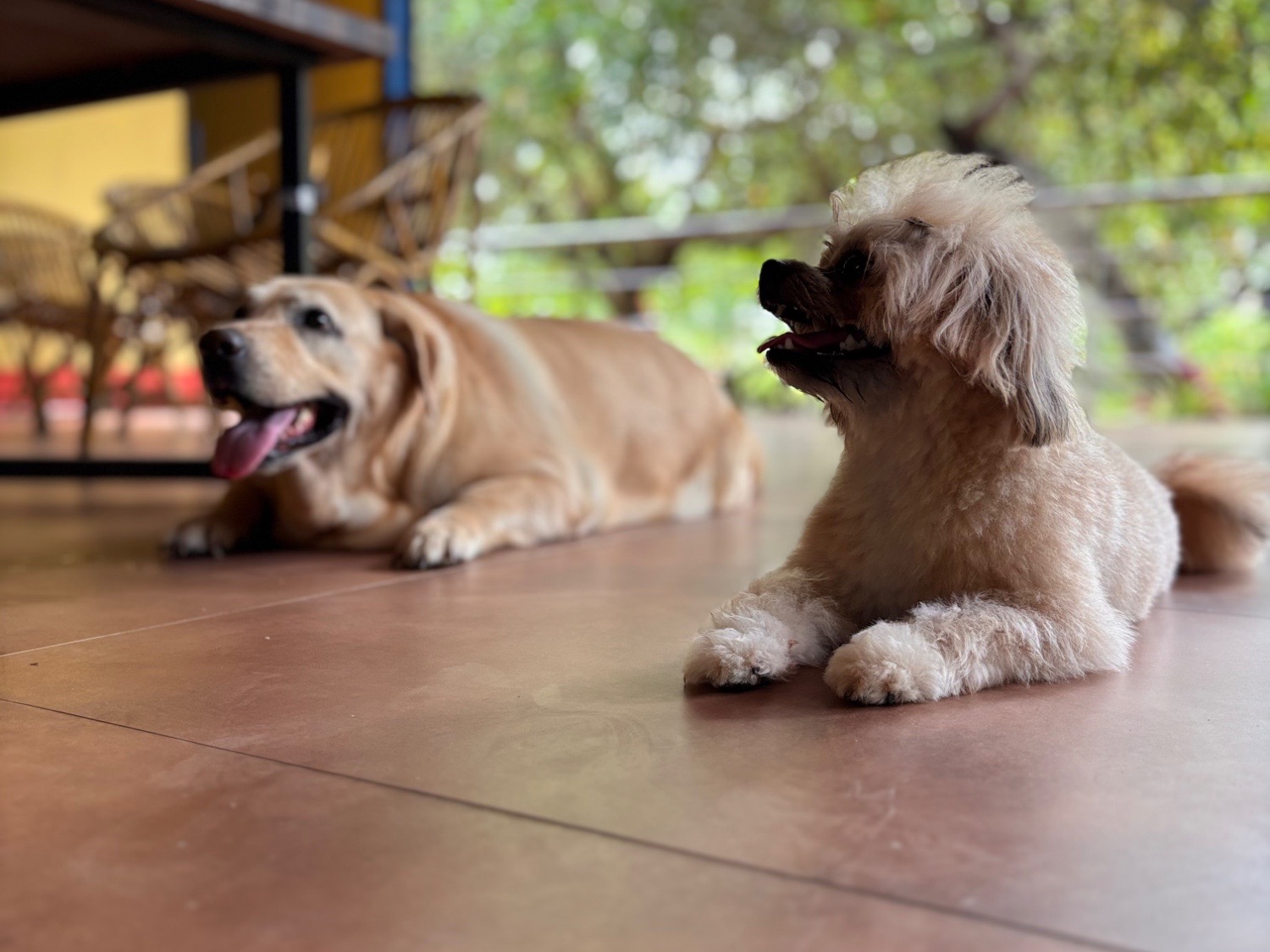 Maltese Shih Tzu 1 year 5 months old male medium named teddy for breeding in Bhubaneswar, Odisha | Petmeetly