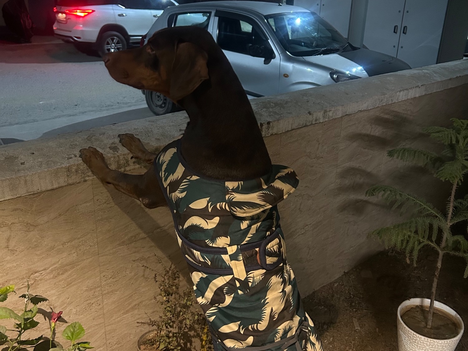 Zeus - Doberman | Petmeetly